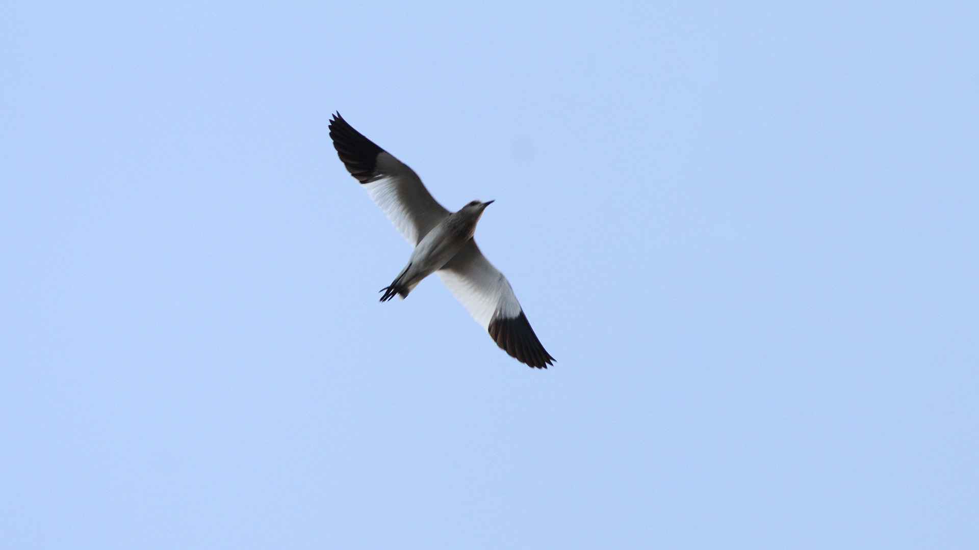 Sociable Lapwing